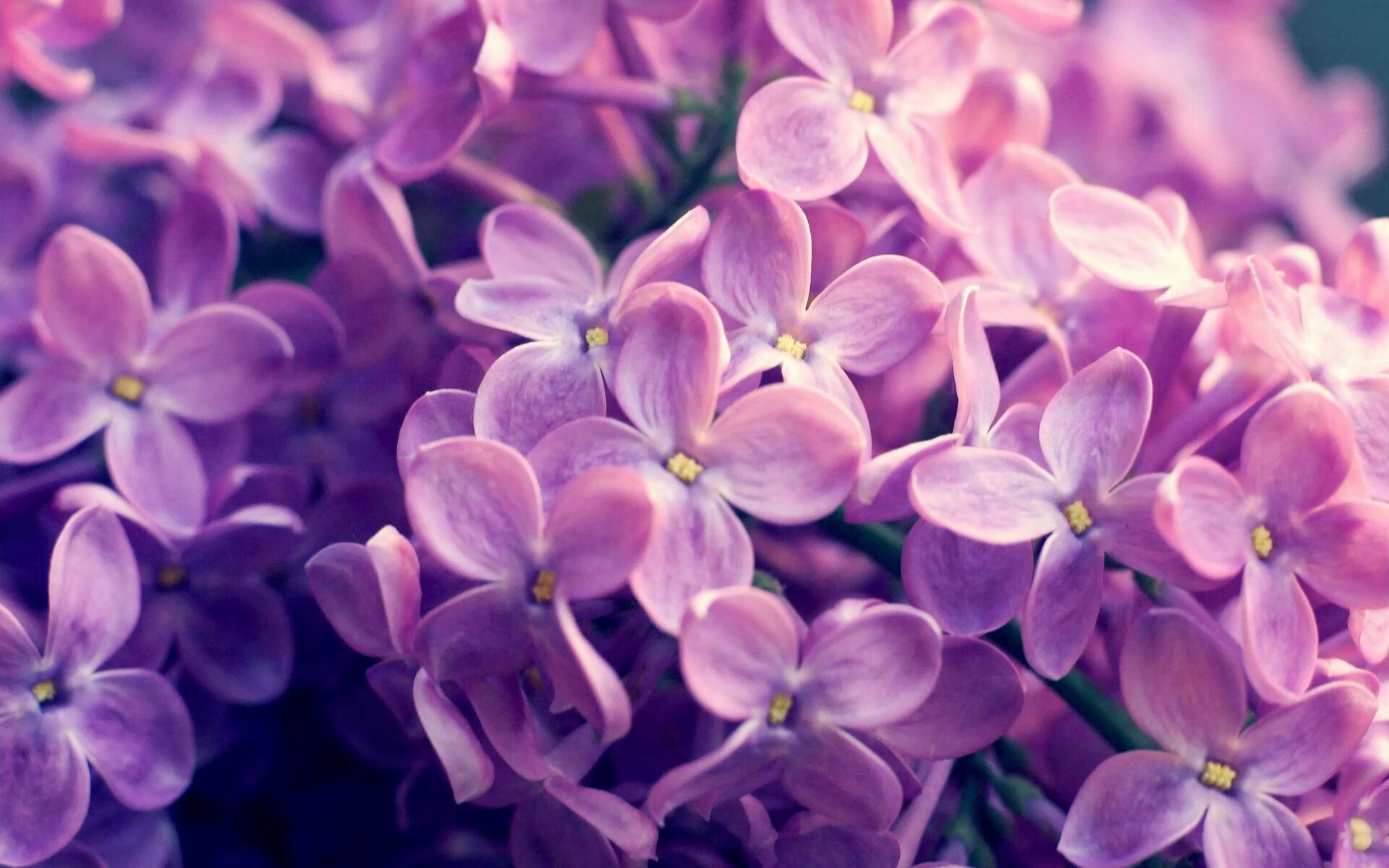 开云体育平台-Aster赛季目标明确冲击冠军，aster 阵容